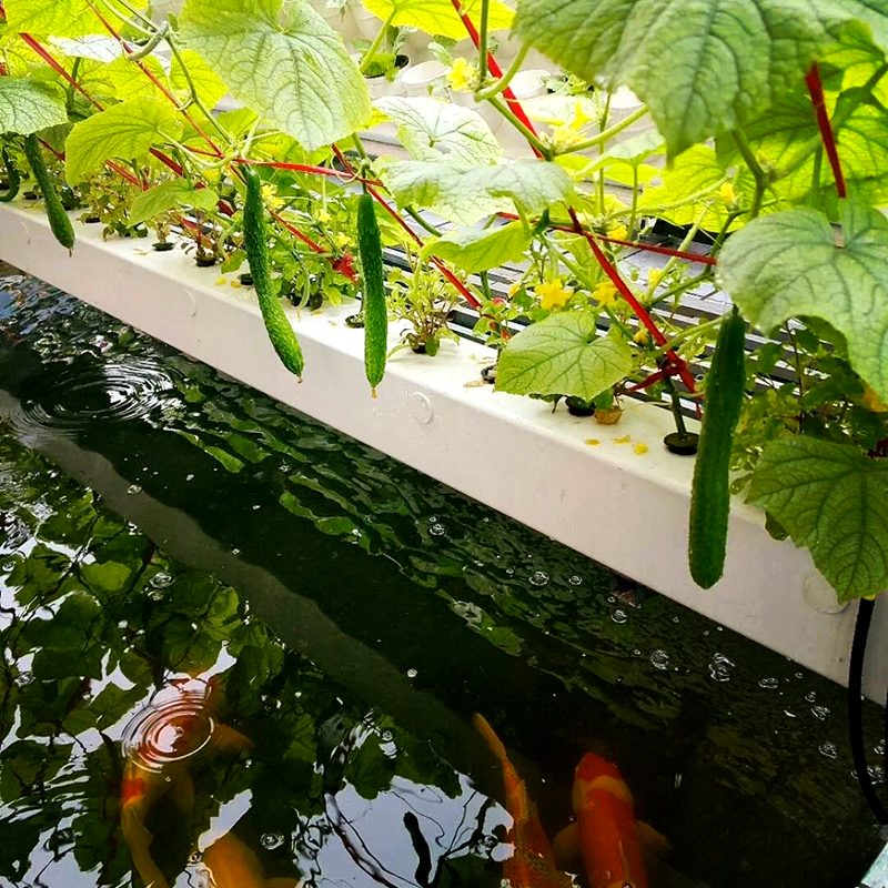 酒泉市大棚鱼菜共生 - 方案